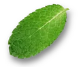 shape