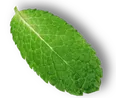 shape