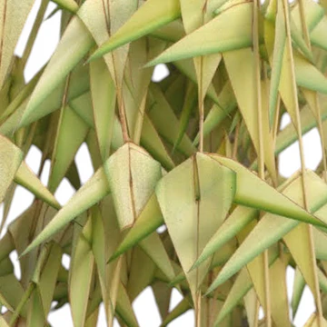 Coconut Palm Leaf Garland, Thennai Ilai Thoranam, Tengin ila Thoranam, Kobbari Akula Thoranam, Nariyal Patton Ka Toran - 4 Each