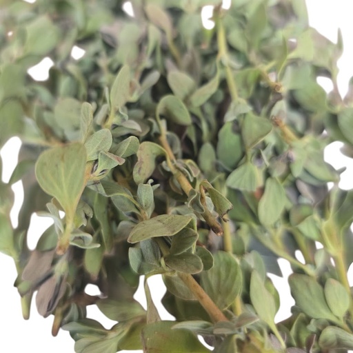 Fresh Thavanam Leaves in Canada | Puja & Sacred Leaves