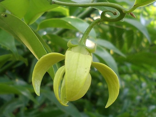 Fresh Manoranjitam (Climbing Ylang) in Canada