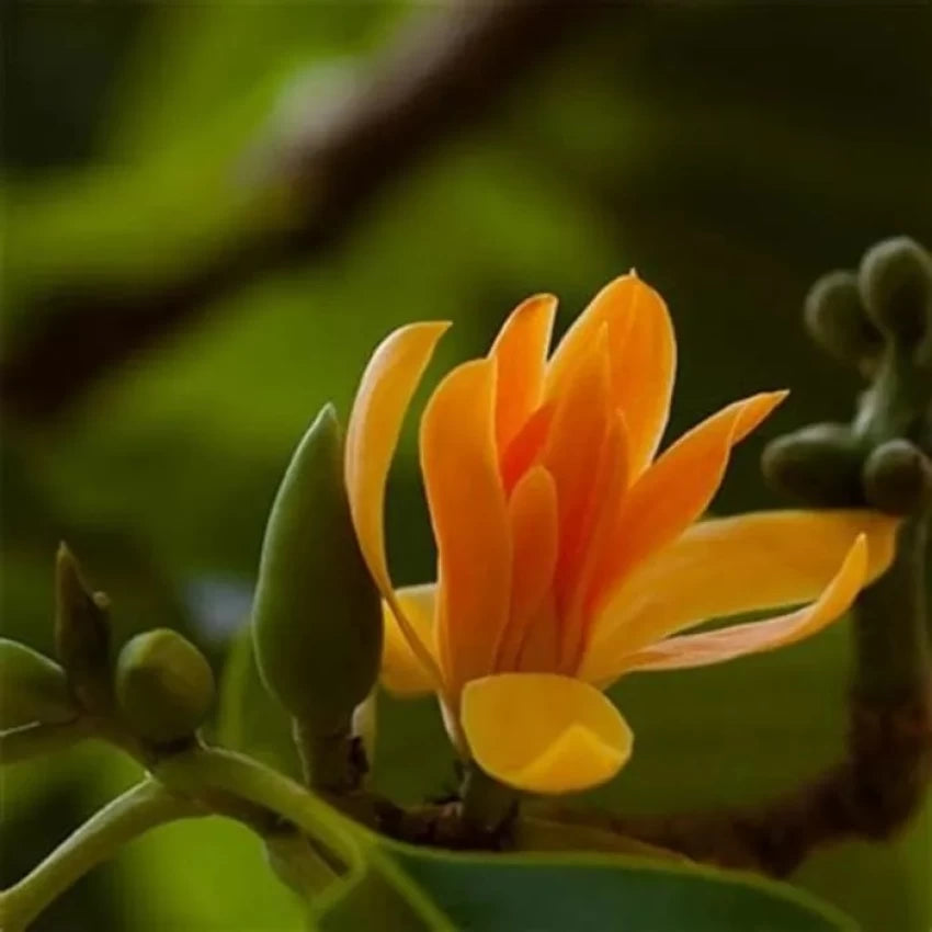 Fresh Chenbagapoo Flowers (Champaka / Magnolia) for Puja