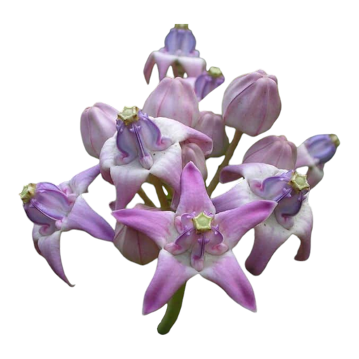 Fresh Erukkam Poo (Calotropis / Arka Flowers) for Shiva Puja