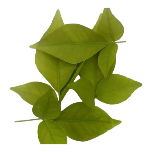 Fresh Bilva Leaves (Vilvam) for Puja in Canada