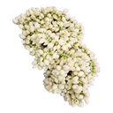Fresh Jasmine Flower String in Canada | Malligai Poo