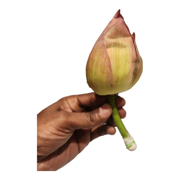 Fresh Lotus Flowers (Thamarai) for Puja & Temple Offerings