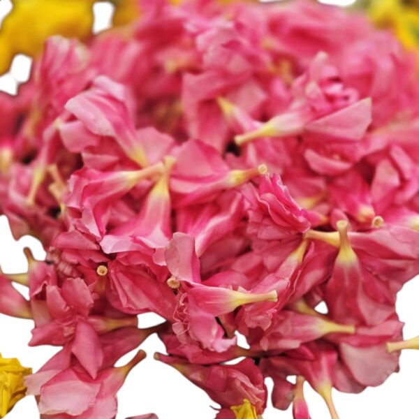 Arali Flower, Pala Puvvu, Arali Poovu, Arali Phool