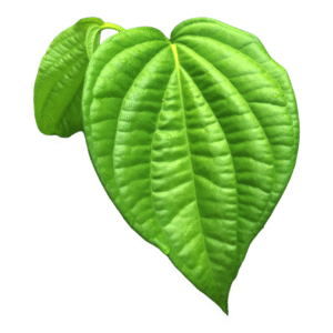 Betel Leaves, Vetrilai, Tamalapaku, Vethalai, Paan Patta - 10 leaves