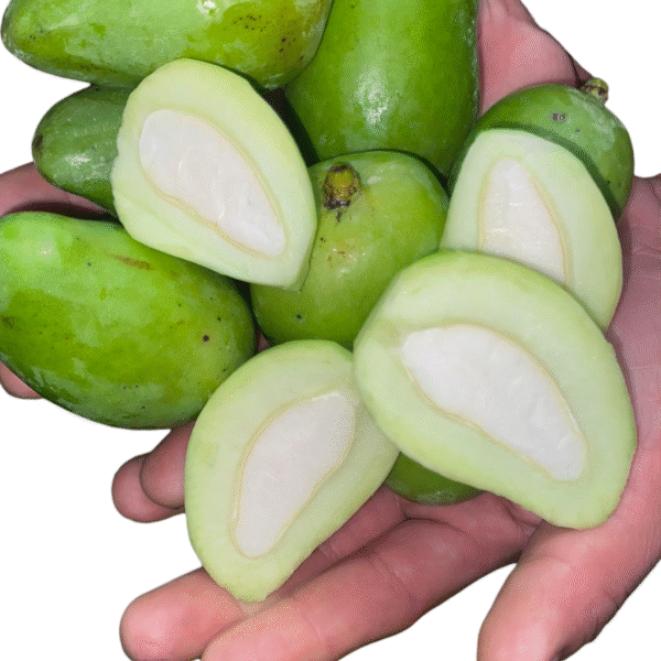 Green Mango – 1 Pack (1 lb) | Tangy & Fresh | For Pickles & Cooking