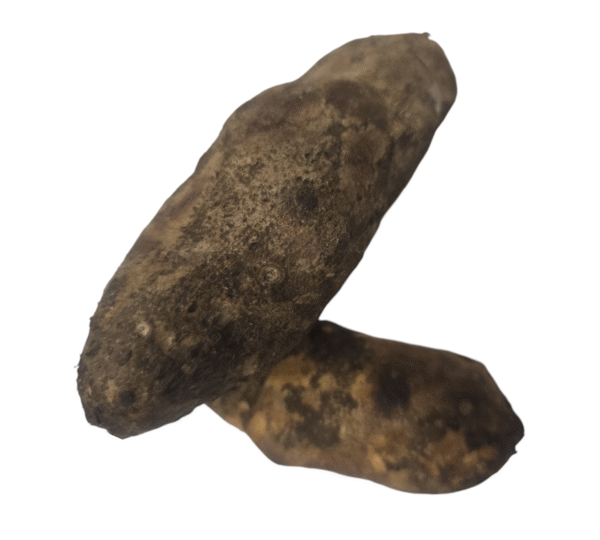 Elephant Foot Yam, Karunai Kilangu, Kanda Gadda, Chena Kilannu, Suran - 1 Pack - Image 2