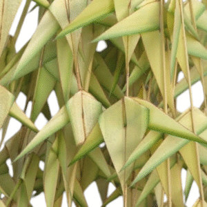 Coconut Palm Leaf Garland, Thennai Ilai Thoranam, Tengin ila Thoranam, Kobbari Akula Thoranam, Nariyal Patton Ka Toran - 1 Each