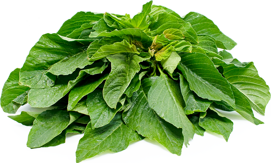 Fresh Amaranth Leaves – 1 Bunch | Thandu Keerai | Rajgira Leaves