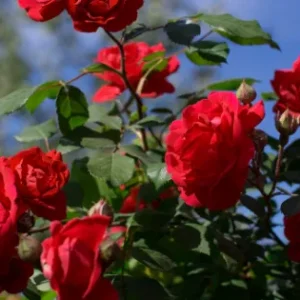 fresh-flowers-import