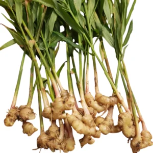 Ginger Plant, Inji Chedi2, Allam Mokka, Adrak Ka Paudha - 1 Bunch